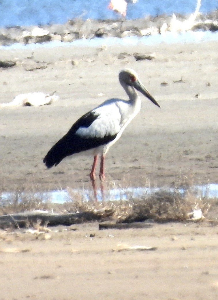 Cigogne maguari - ML647831004