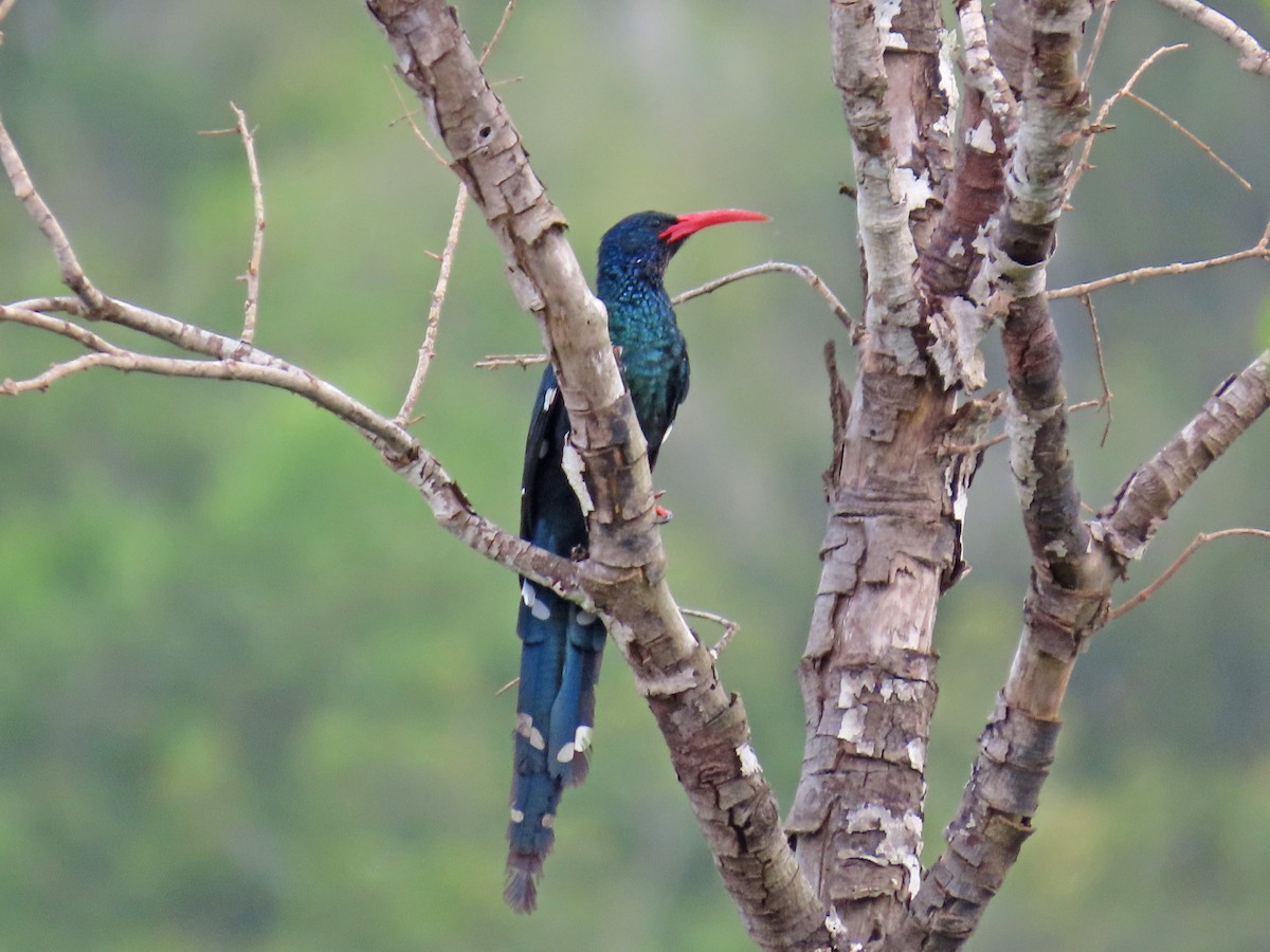 Irrisor moqueur - ML647831006