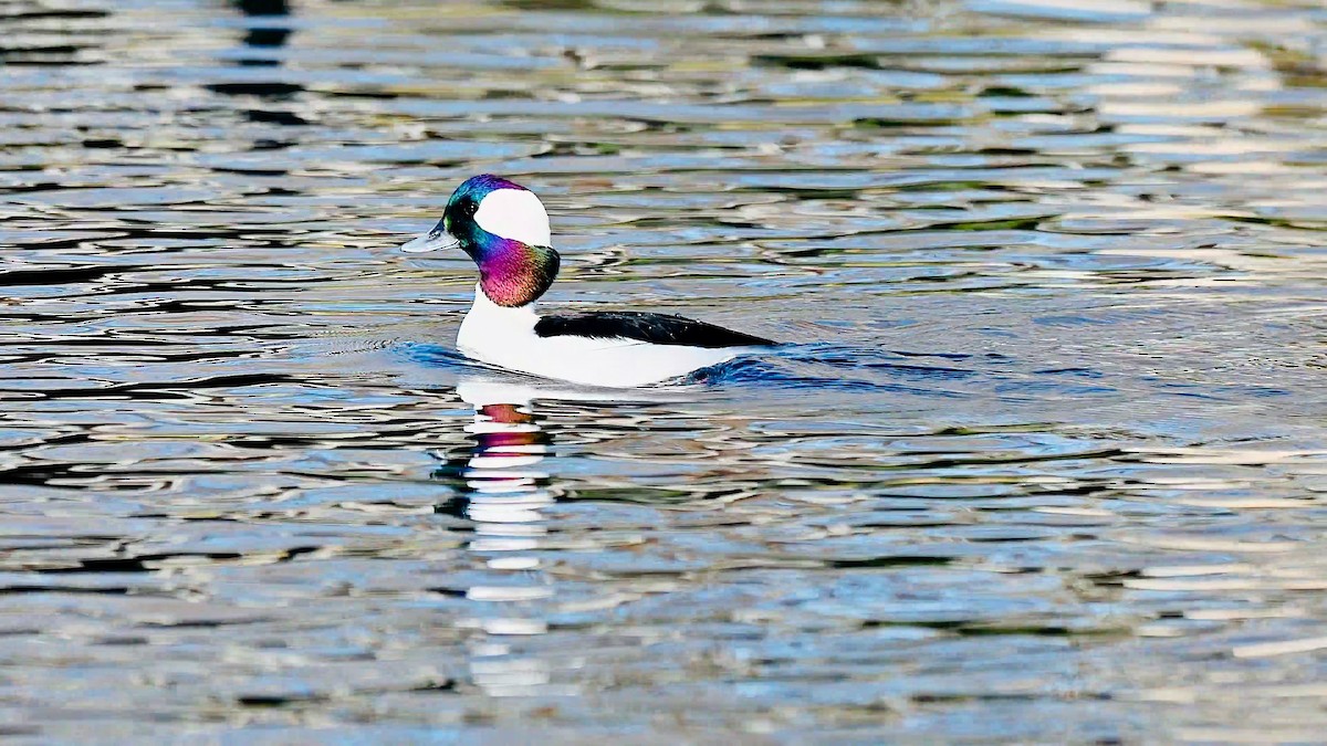 Petit Garrot - ML647831007