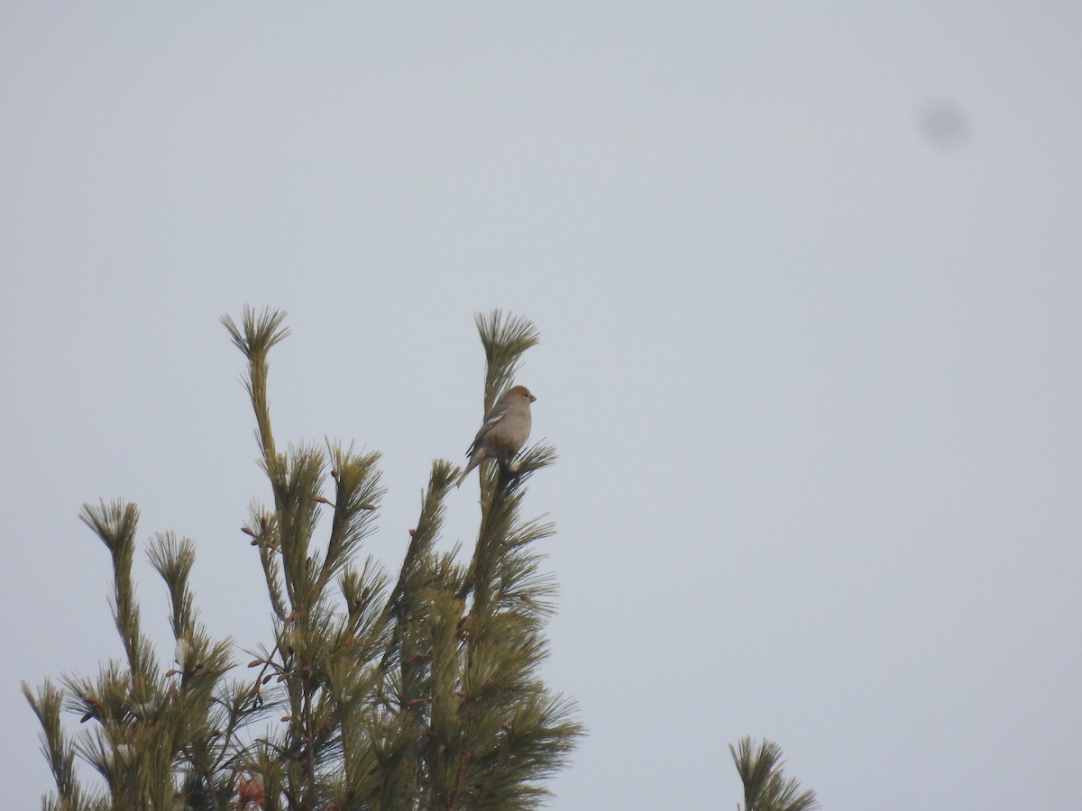 Durbec des sapins - ML647831008