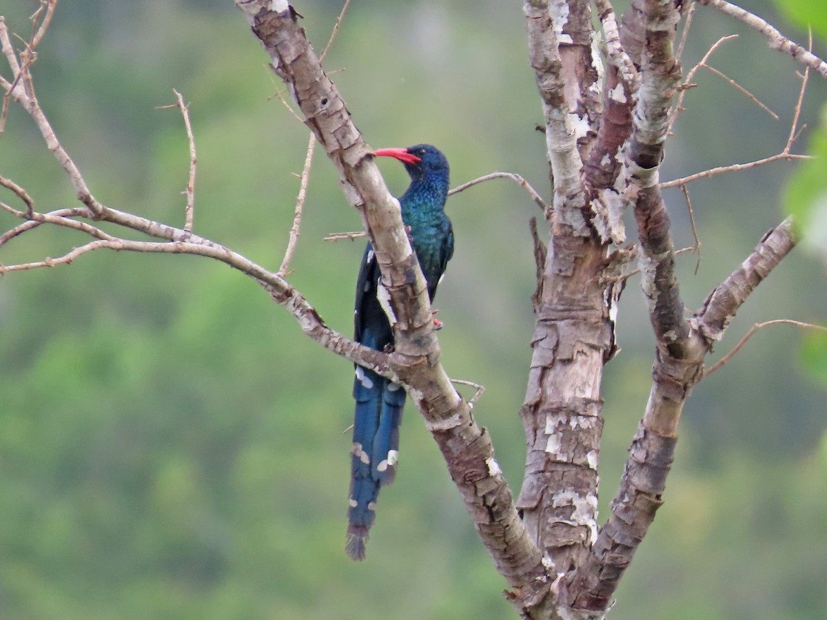 Irrisor moqueur - ML647831010