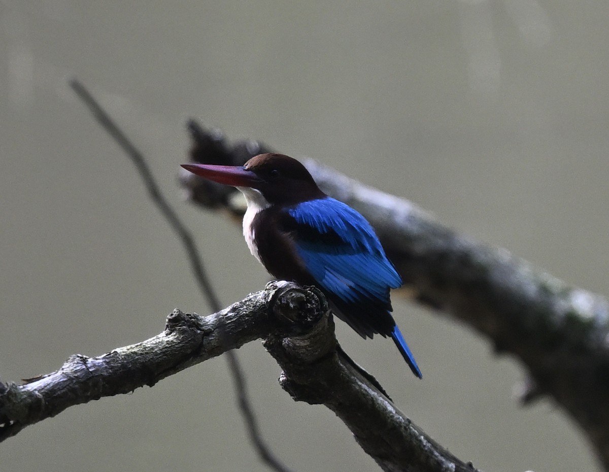 Martin-chasseur de Smyrne - ML647831011