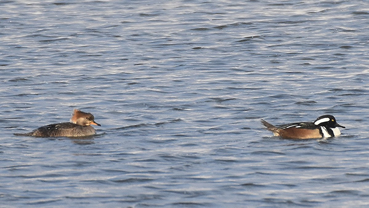 Harle couronné - ML647831012