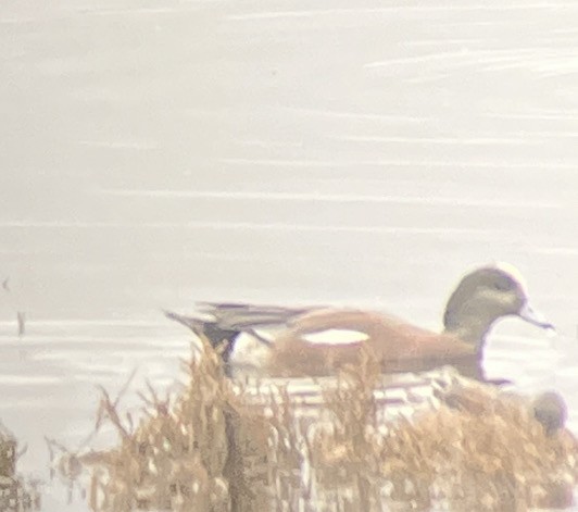 Canard d'Amérique - ML647831014