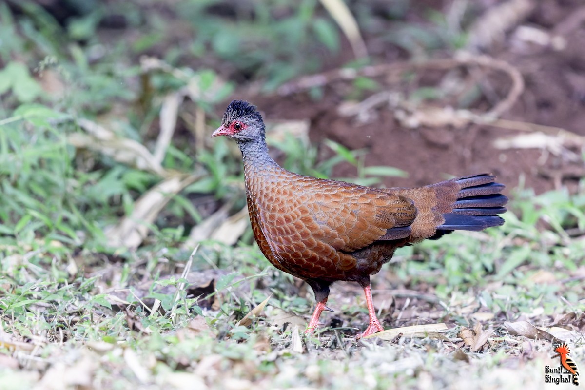 Galloperdrix rouge - ML647831015