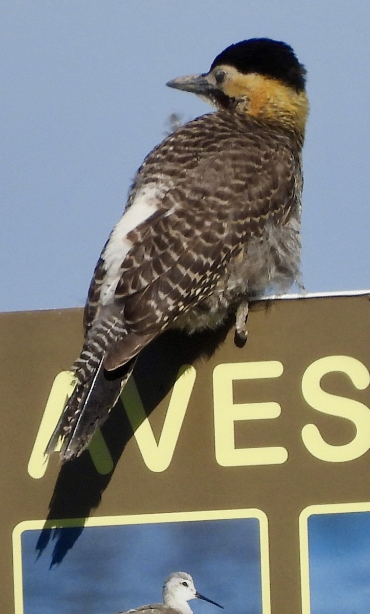 Pic champêtre - ML647831016