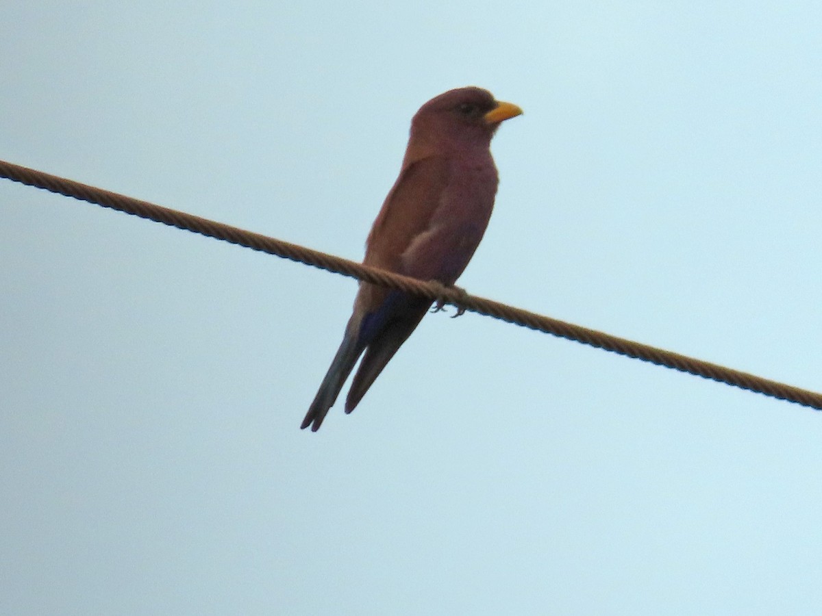 Rolle violet - ML647831019