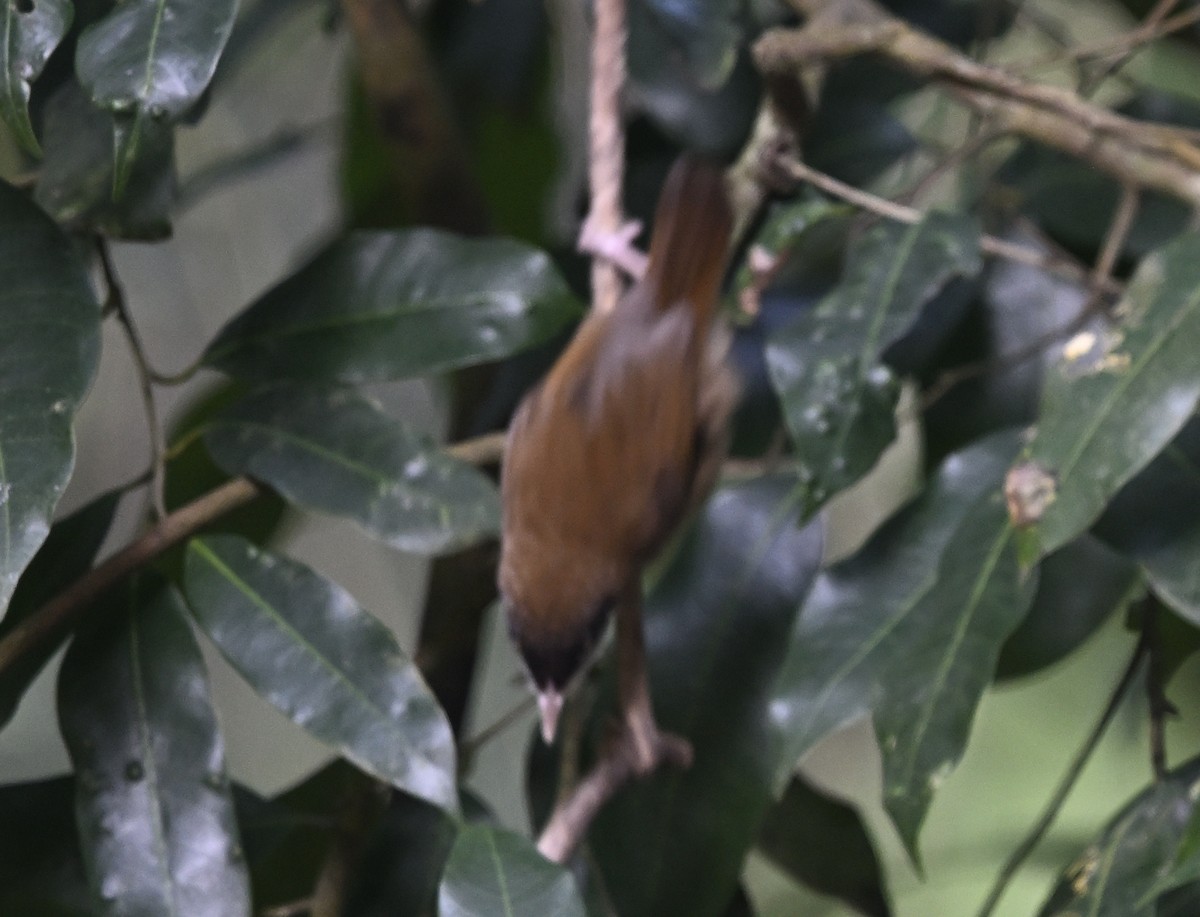 Timalie à tête noire - ML647831021