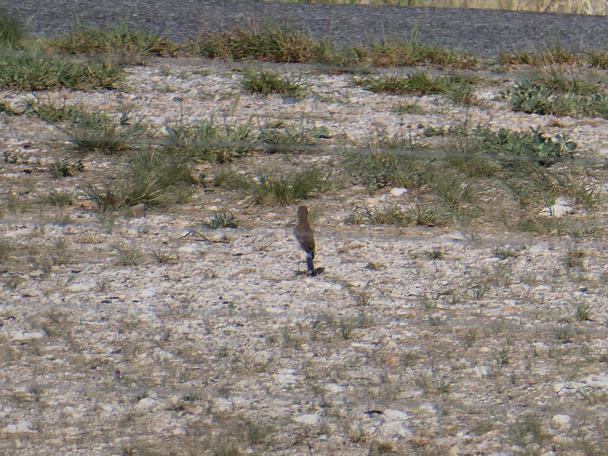 Traquet du Cap - ML647831022