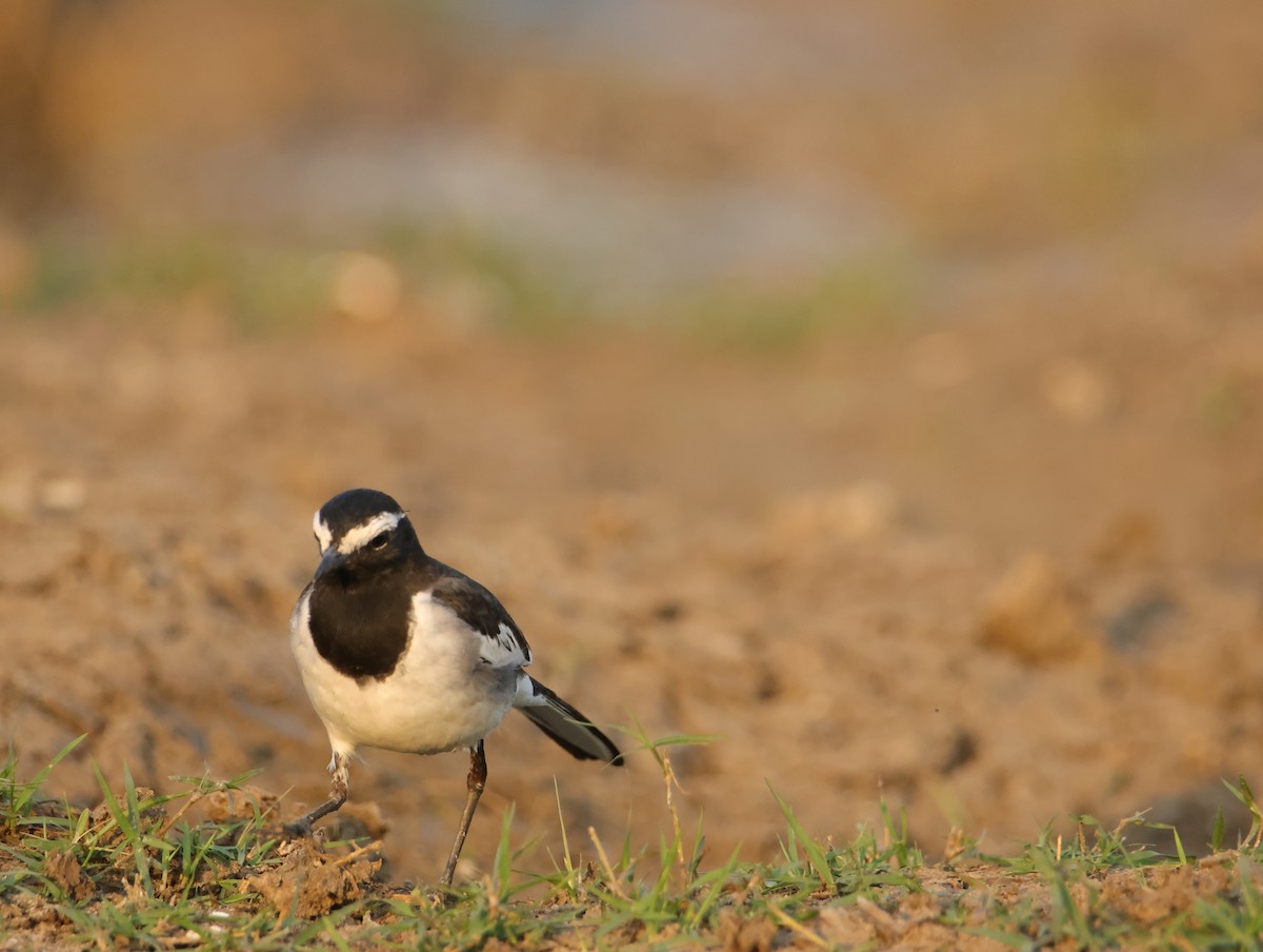 Bergeronnette indienne - ML647831024