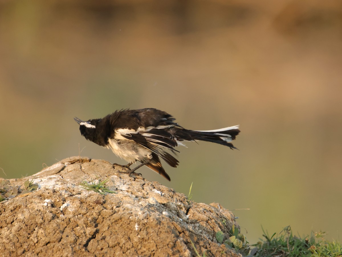 Bergeronnette indienne - ML647831025