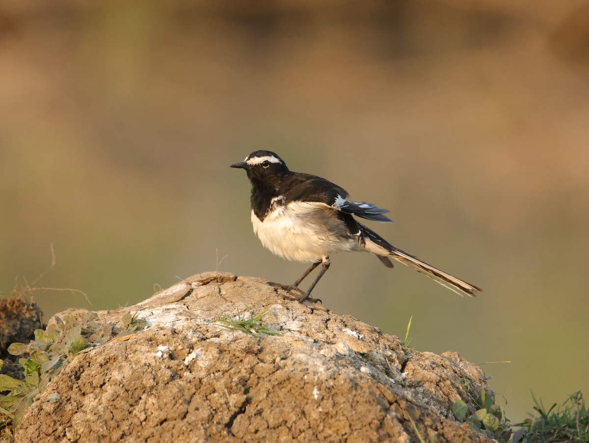 Bergeronnette indienne - ML647831026