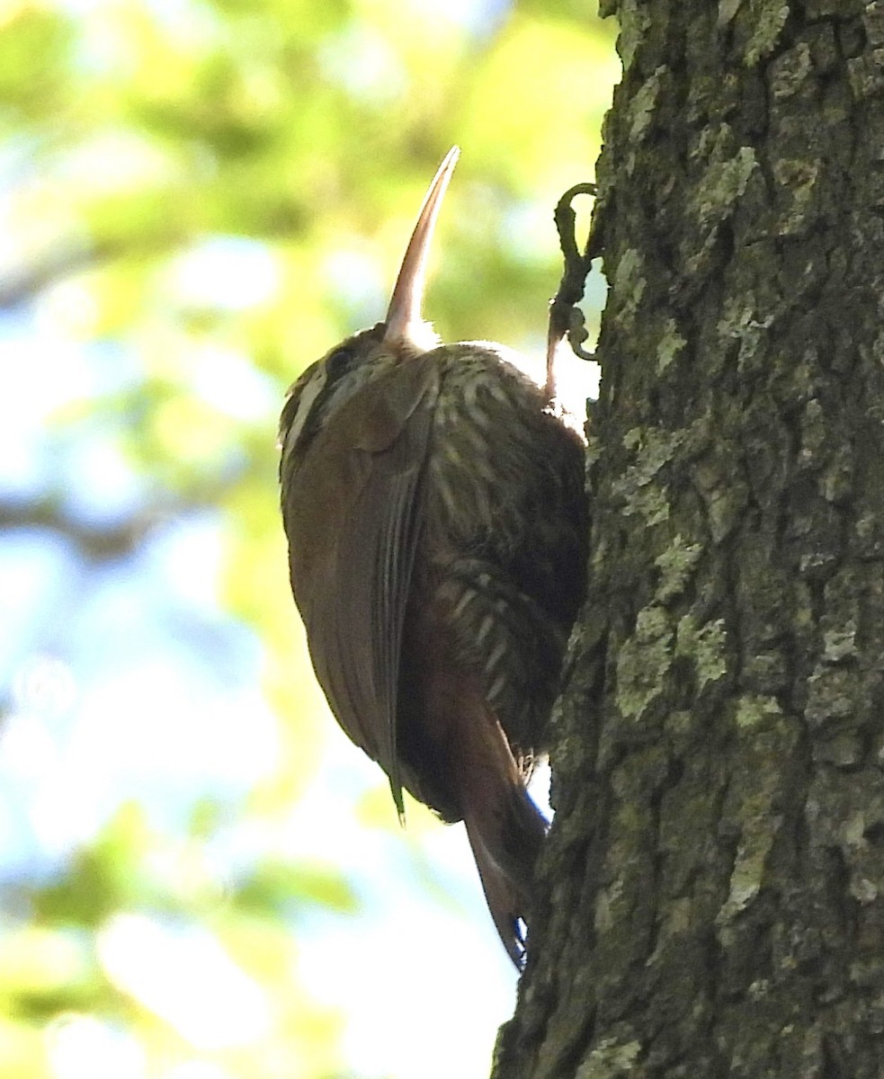 Grimpar à bec étroit - ML647831027