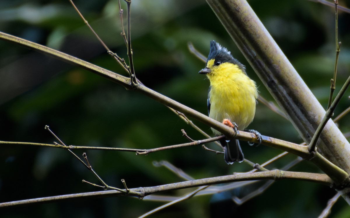 Mésange de Taïwan - ML647831030