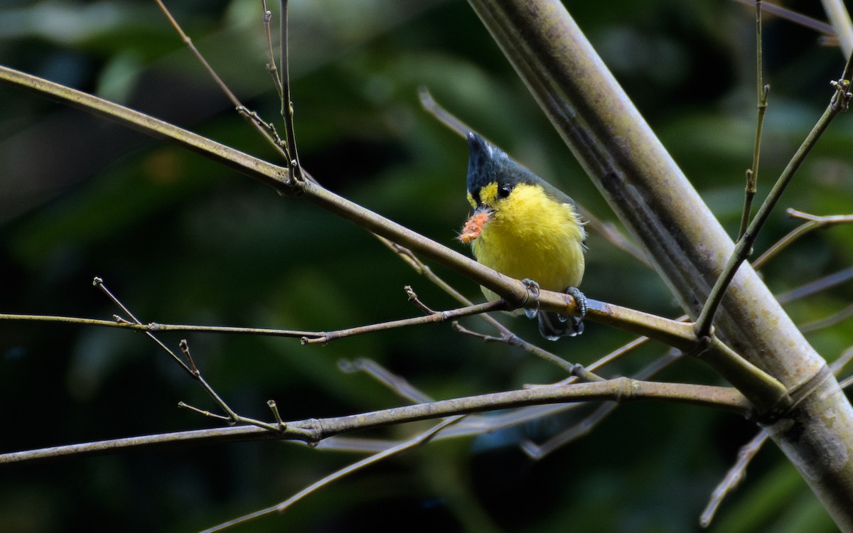 Mésange de Taïwan - ML647831031