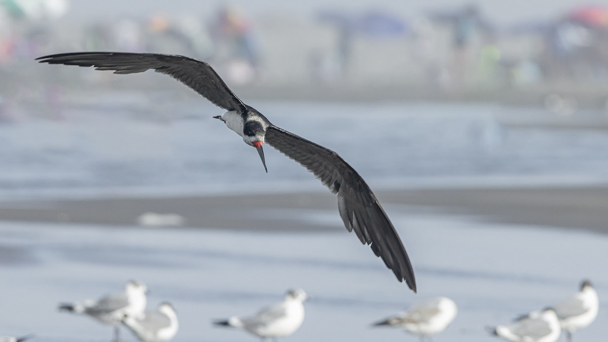 Bec-en-ciseaux noir - ML647831036