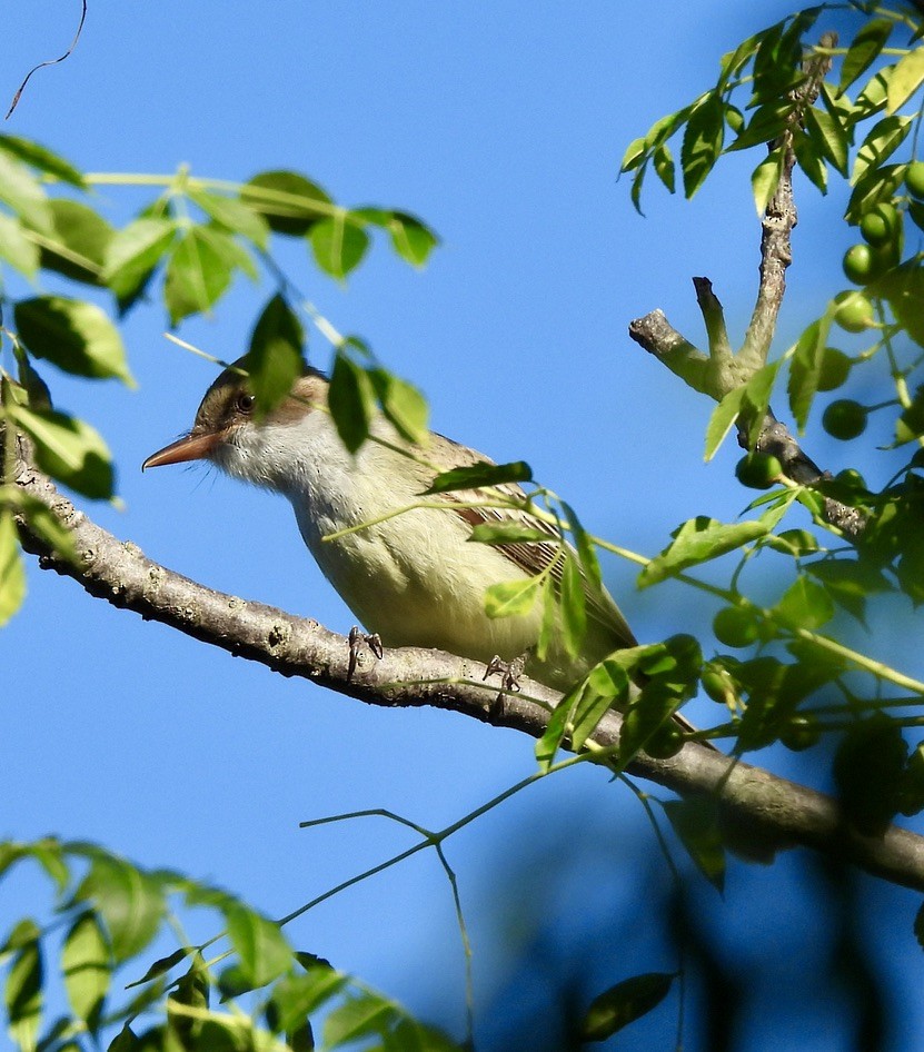 Tyran de Swainson - ML647831037