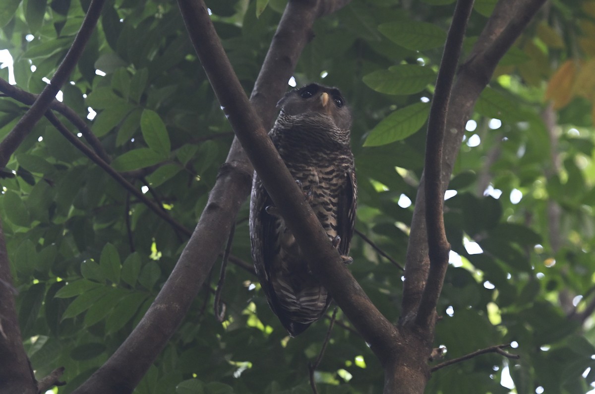 Grand-duc du Népal - ML647831039