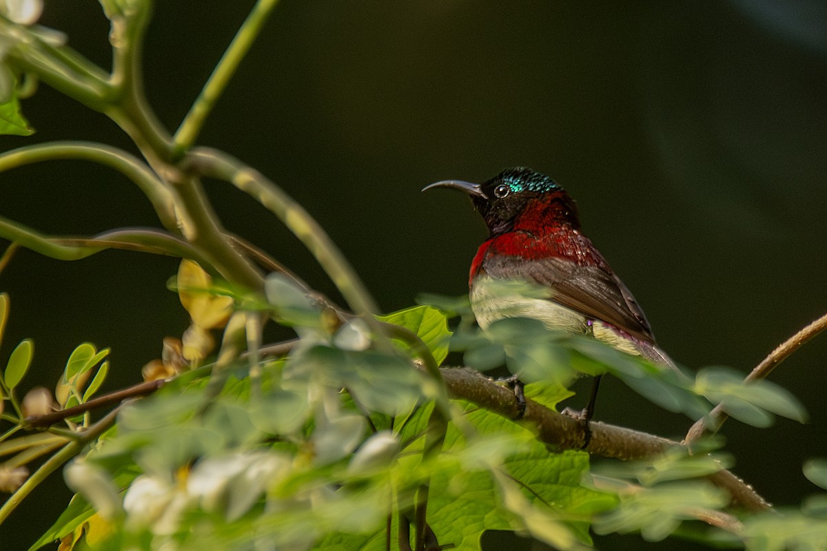 Souimanga menu - ML647831040