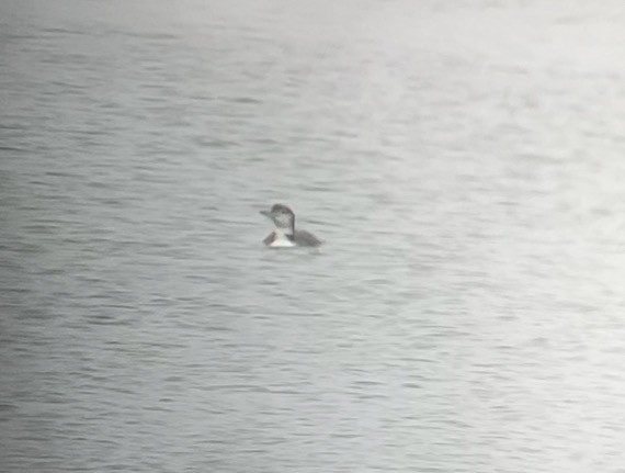 potáplice lední - ML647831057