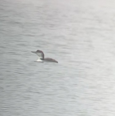 potáplice lední - ML647831058