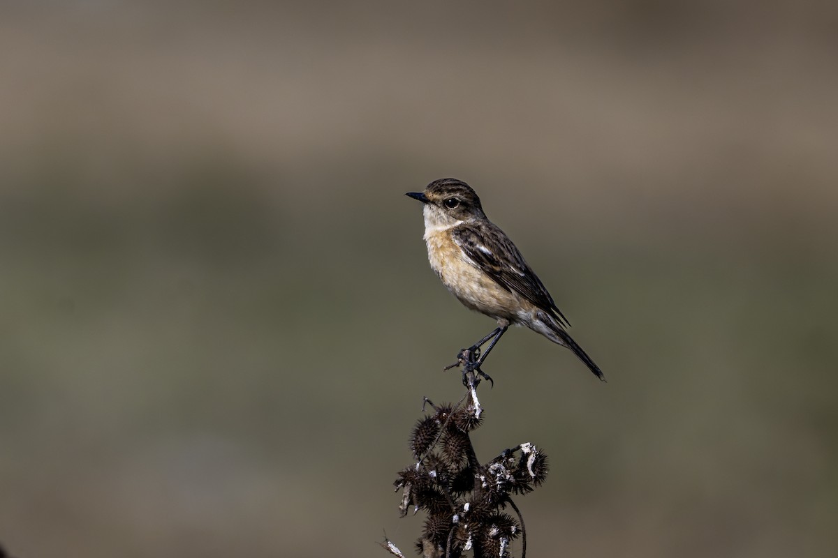 bramborníček sibiřský - ML647831072