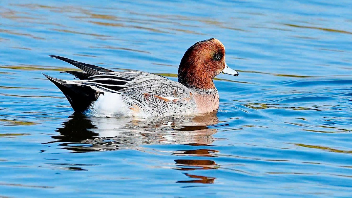 Silbón Europeo - ML647831082