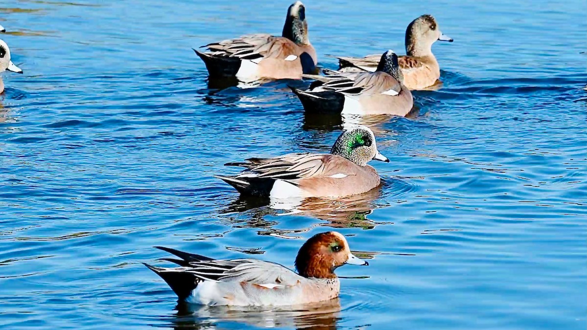 Silbón Europeo - ML647831083