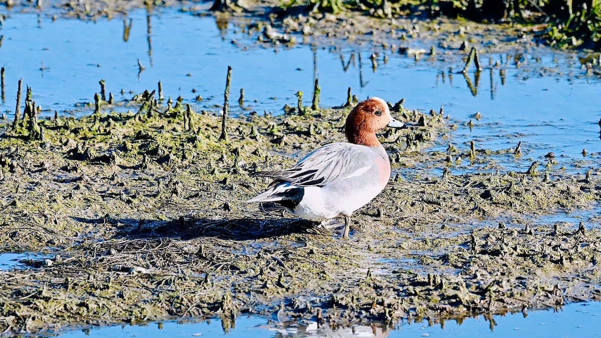 Silbón Europeo - ML647831084