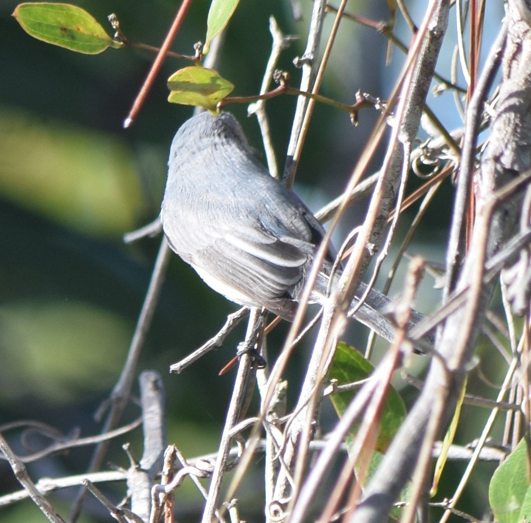 ブユムシクイ - ML647831090