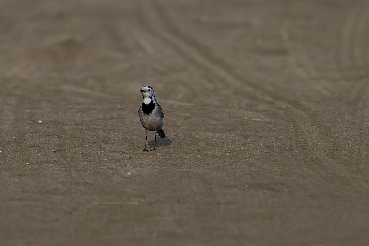 konipas bílý - ML647831093