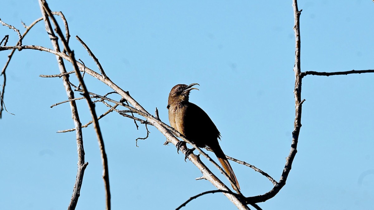 Cuitlacoche Californiano - ML647831108