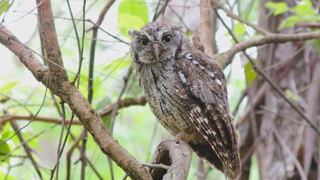 Tropical Screech-Owl - ML647831129