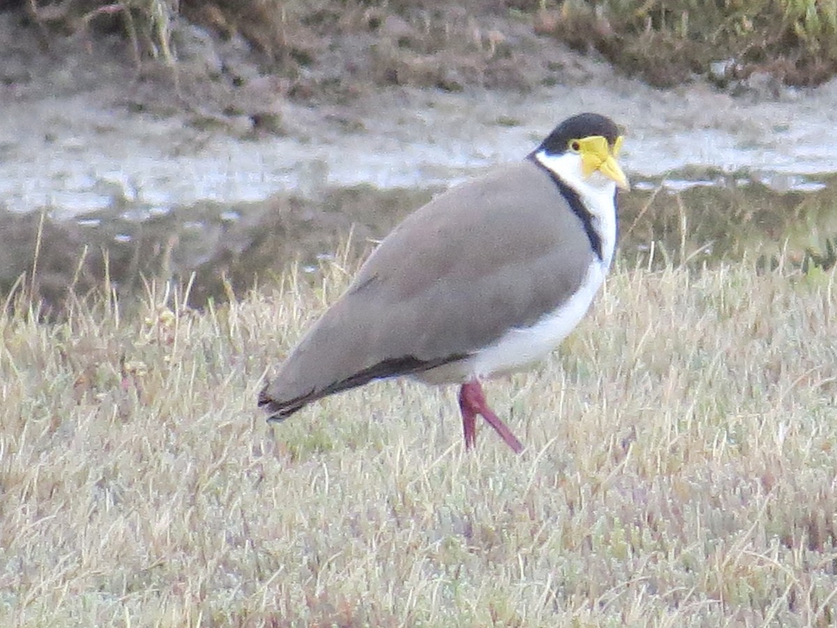 Hegabera maskaraduna - ML647831137