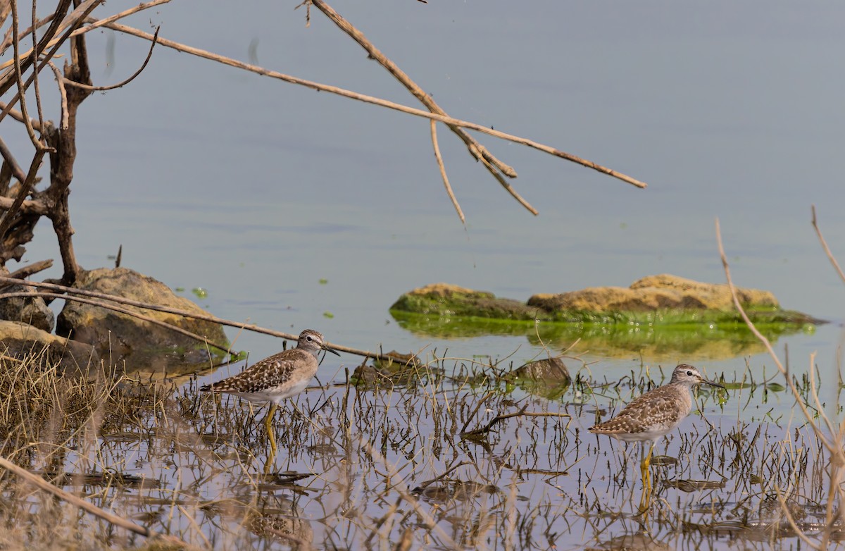 vodouš bahenní - ML647831169