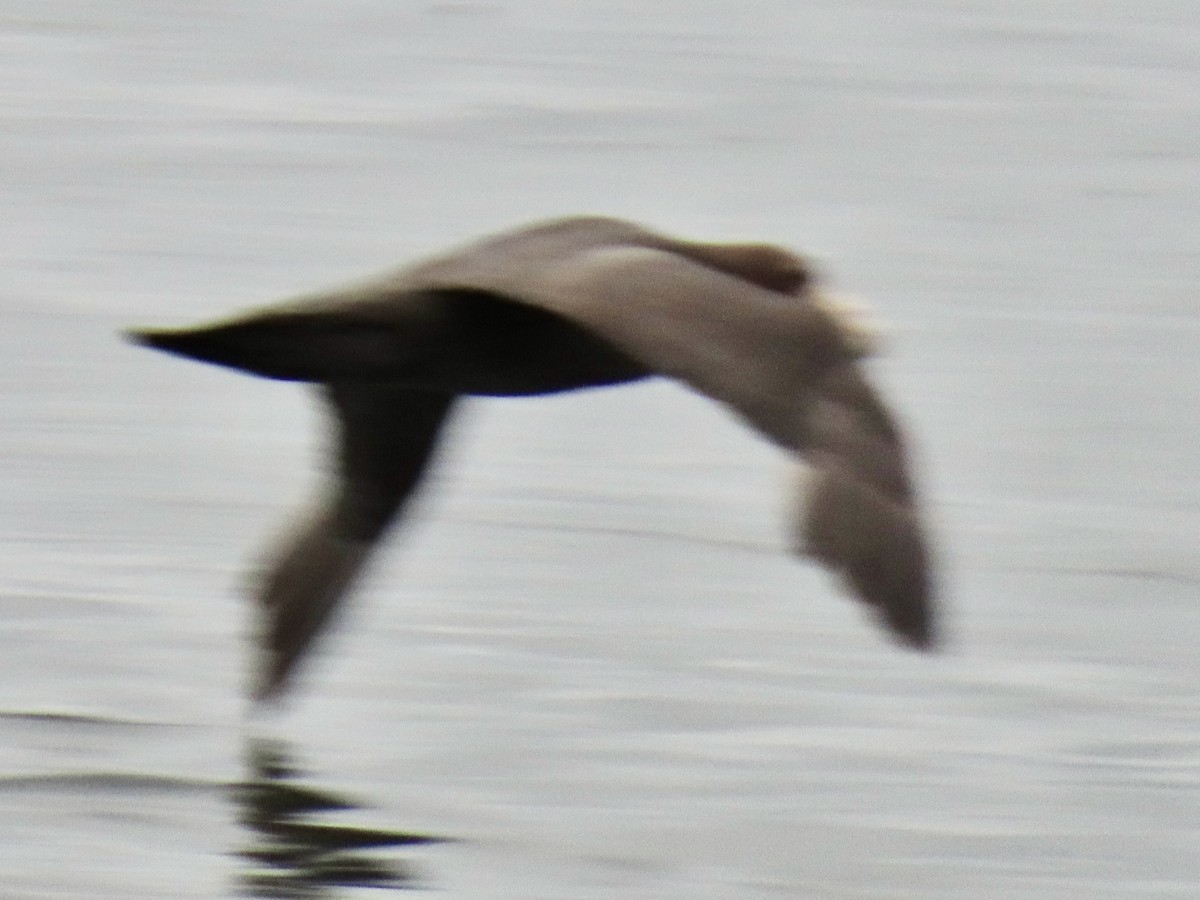 Southern Giant-Petrel - ML647831246