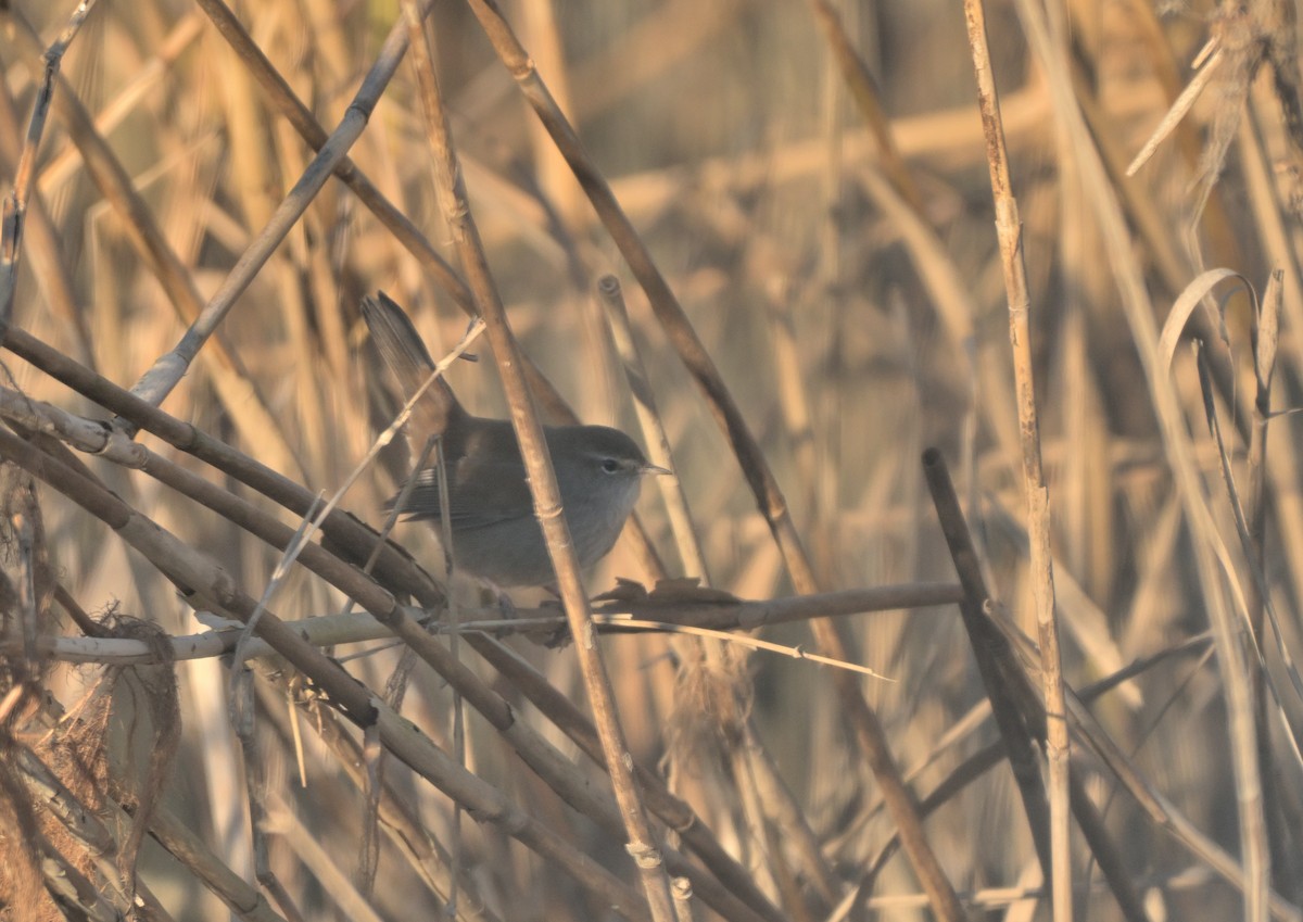 Cetti's Warbler - ML647831251