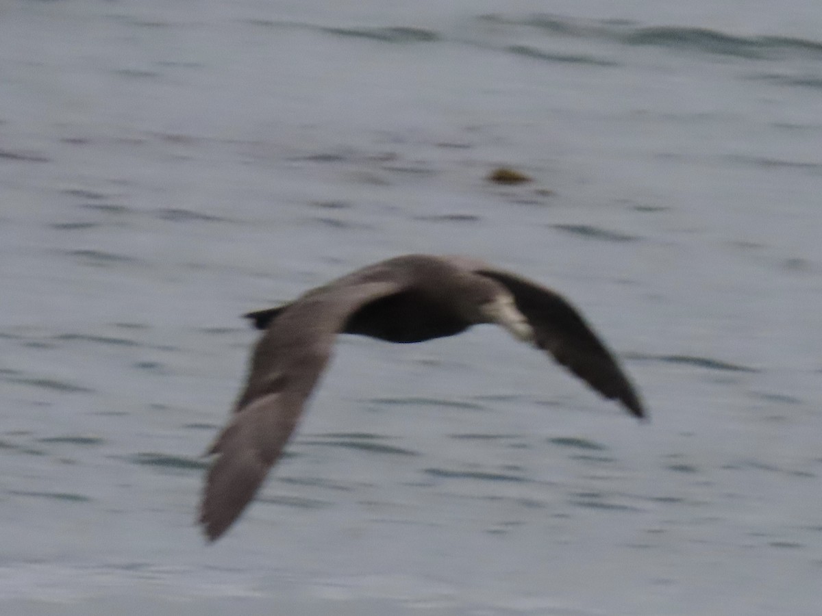 Southern Giant-Petrel - ML647831256