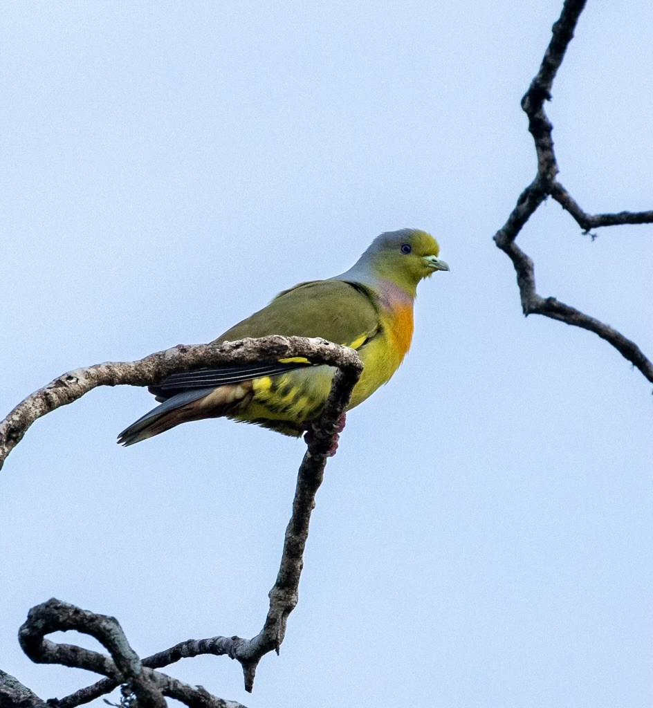 Оранжевогрудый зелёный голубь - ML647831263