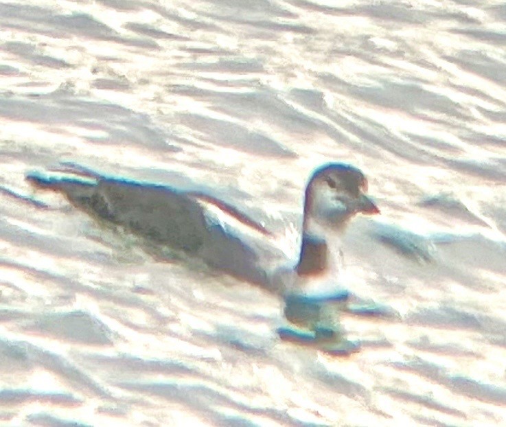 potáplice lední - ML647831278