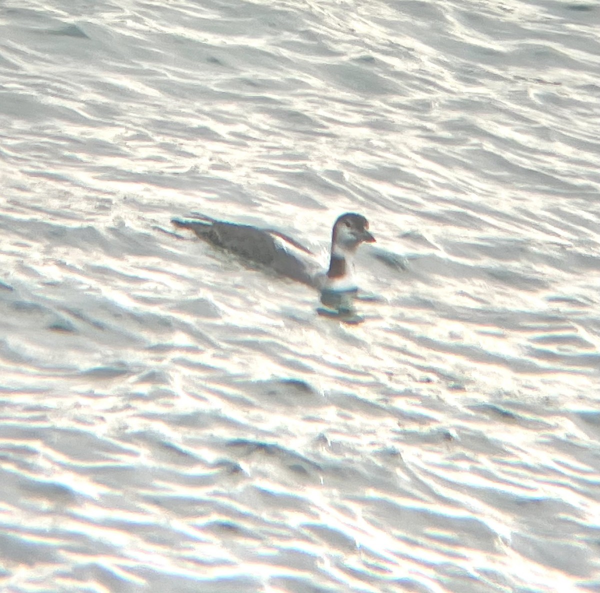 potáplice lední - ML647831279