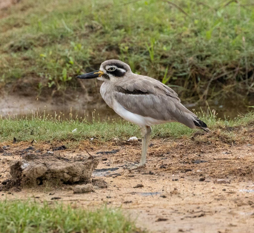 כרוון ענק - ML647831285