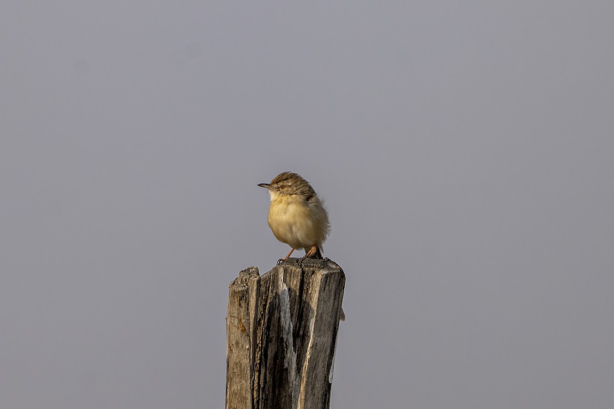 Prinia Sencilla - ML647831297
