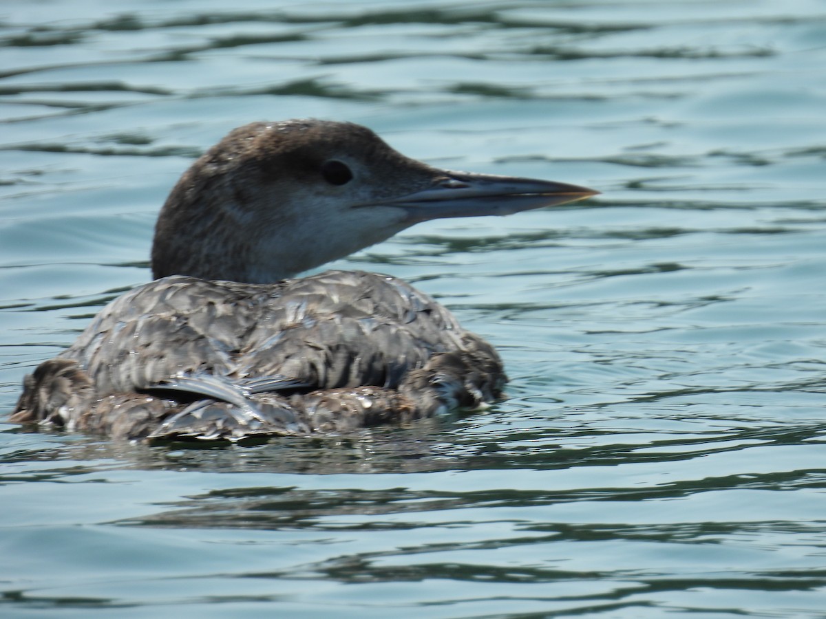 potáplice lední - ML647831326