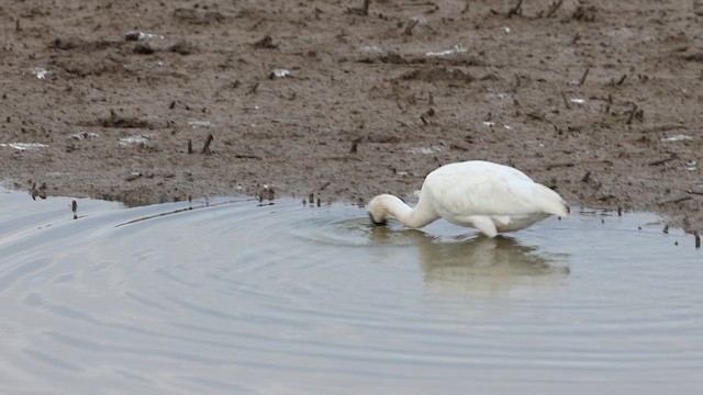 Black-faced Spoonbill - ML647831345