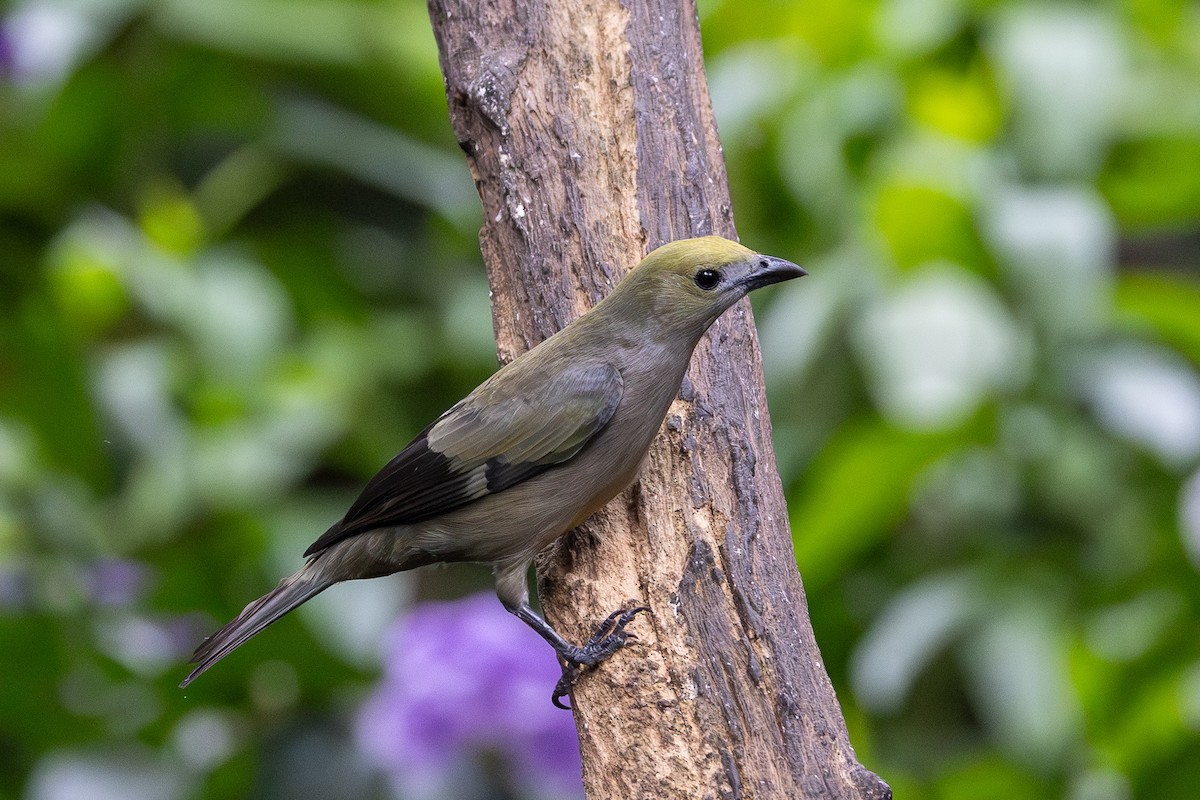 Palm Tanager - ML647831365