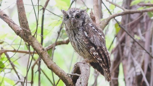 Tropical Screech-Owl - ML647831383
