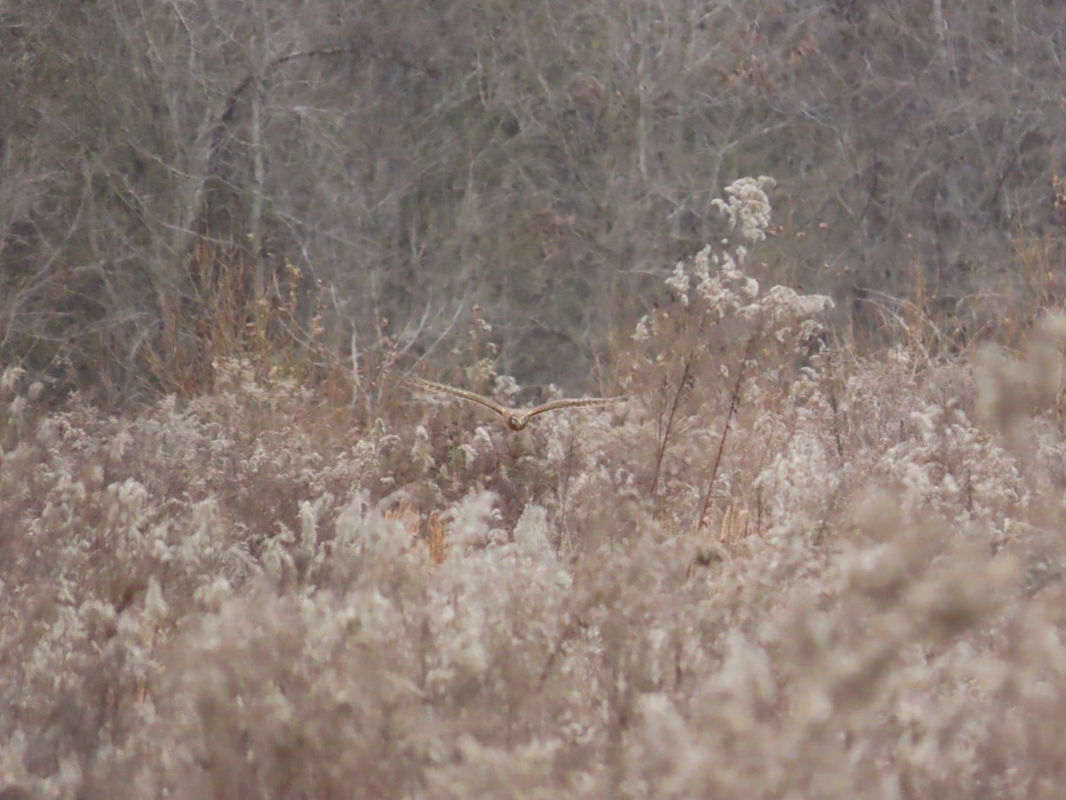 moták severoamerický - ML647831412