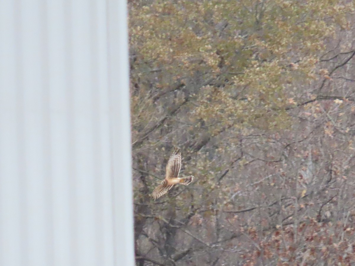 moták severoamerický - ML647831425