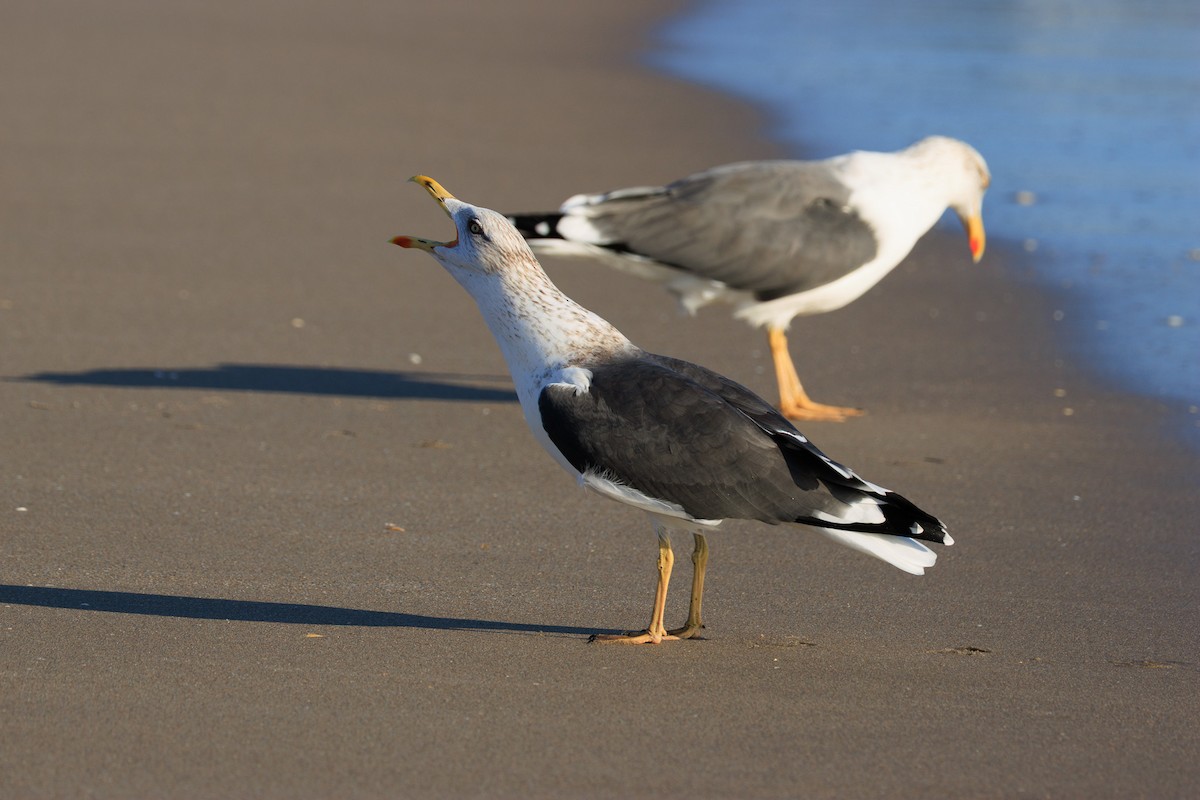 Lesser Black-backed Gull - ML647831443
